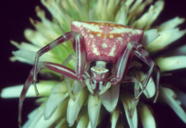 Thomisidae, Araneus, opilione